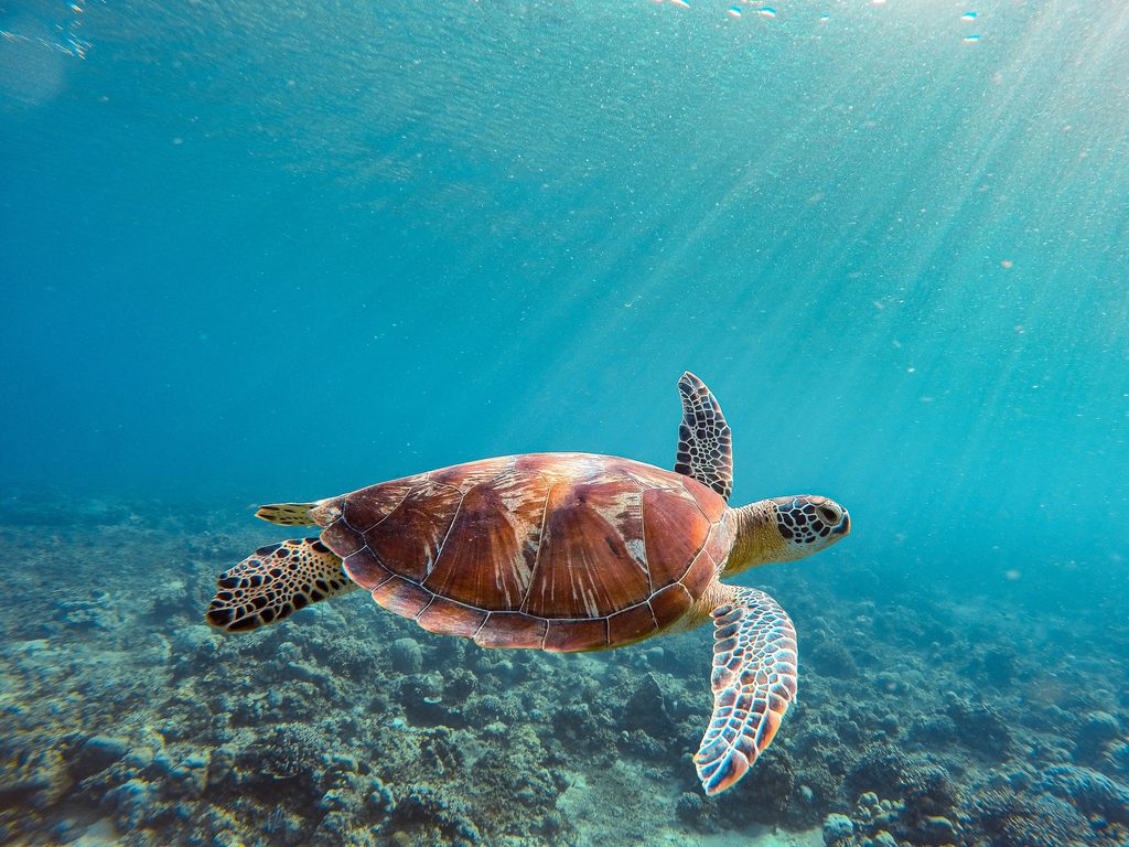 小琉球の海を泳ぐウミガメ